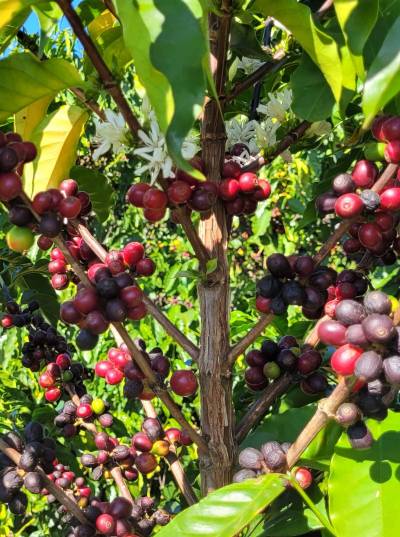 Fazenda Rio Verde: a story of family and innovation