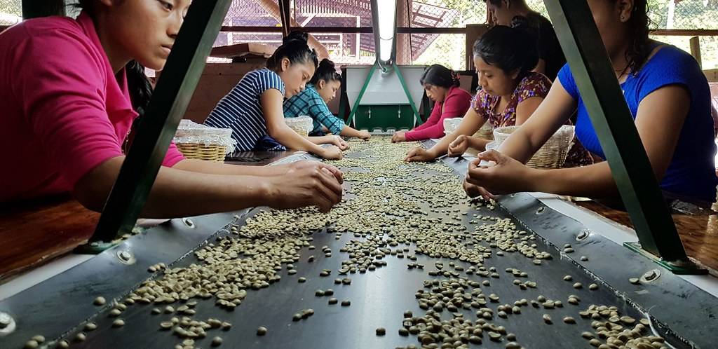 How this coffee is grown