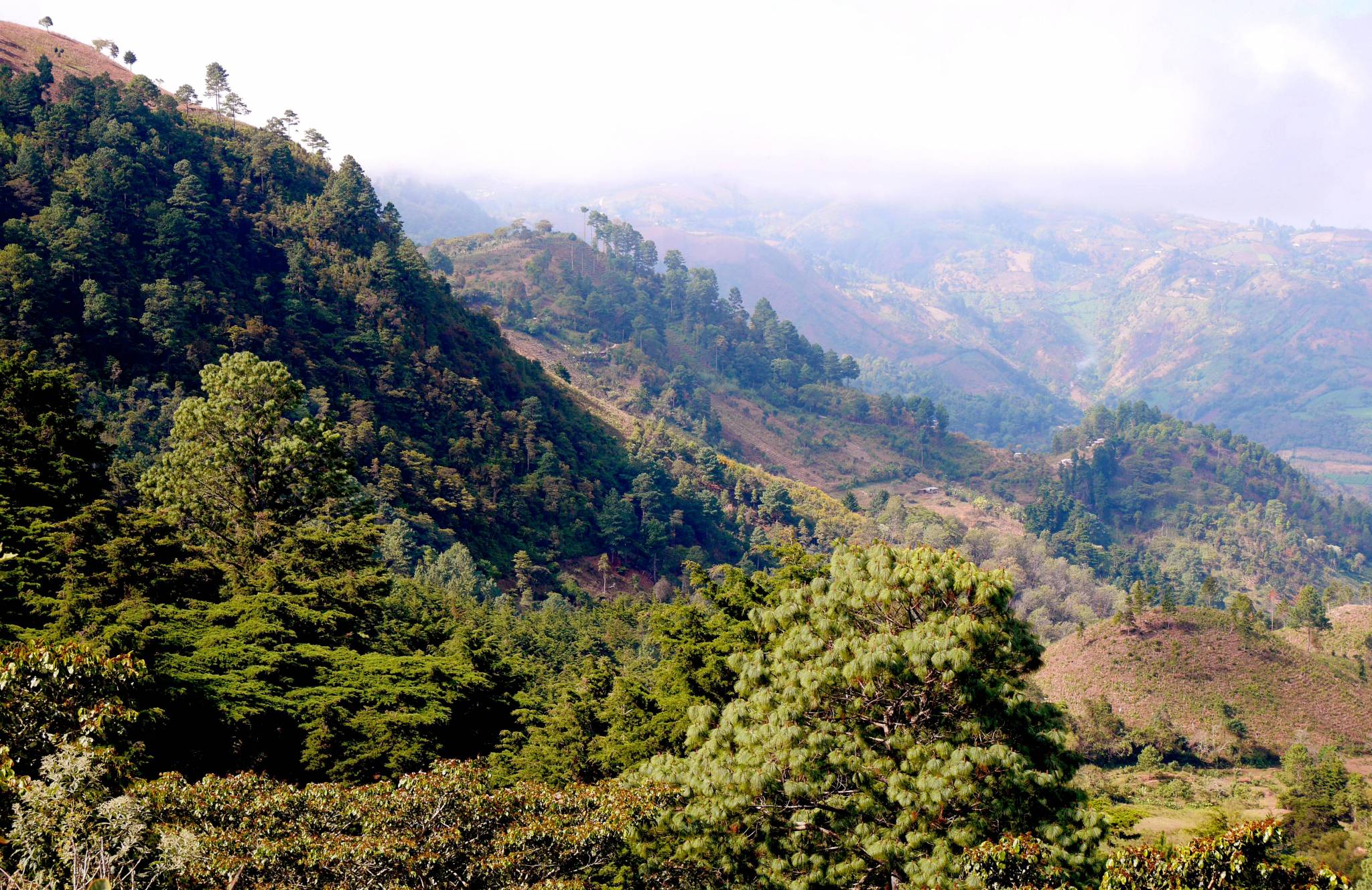 Our days on the estate, the rediscovered coffee and the mine