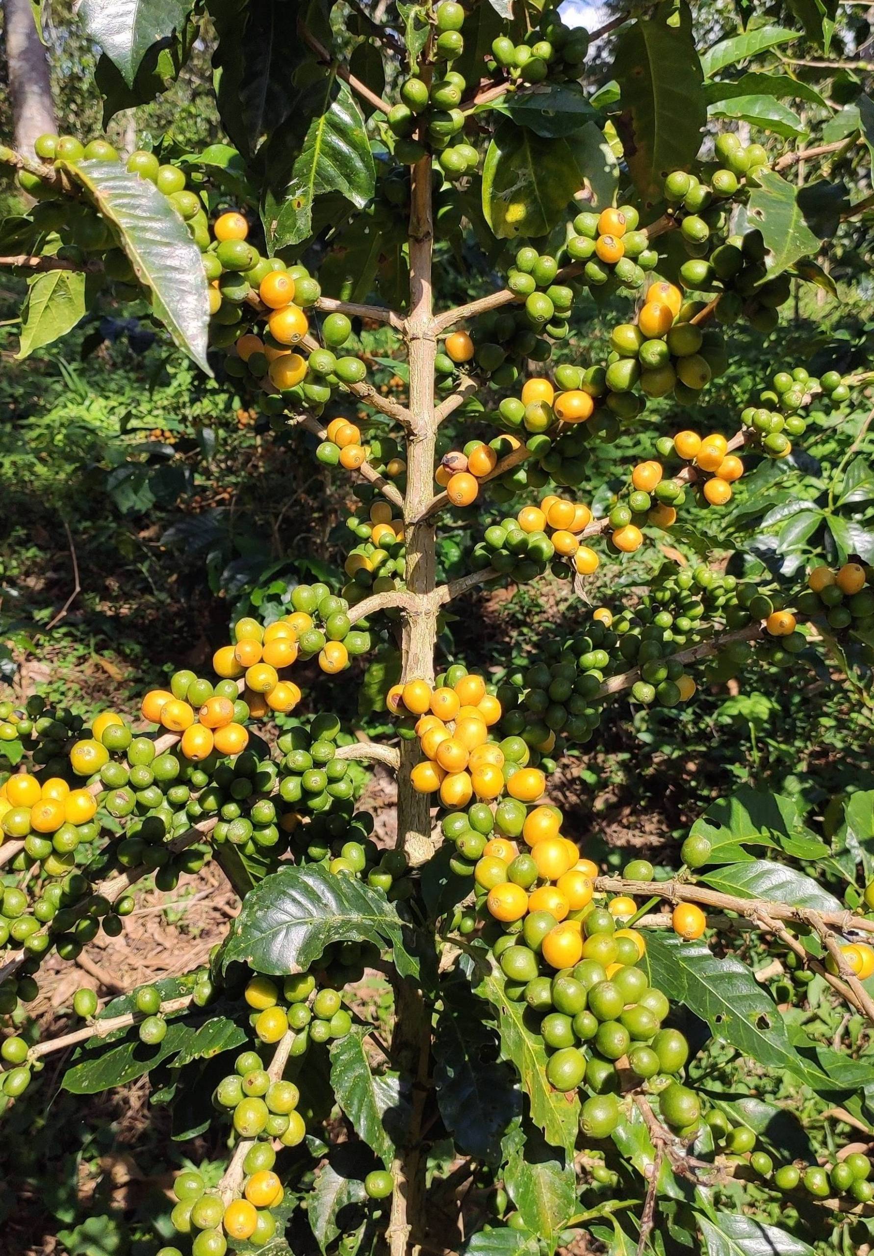  Where this coffee comes from