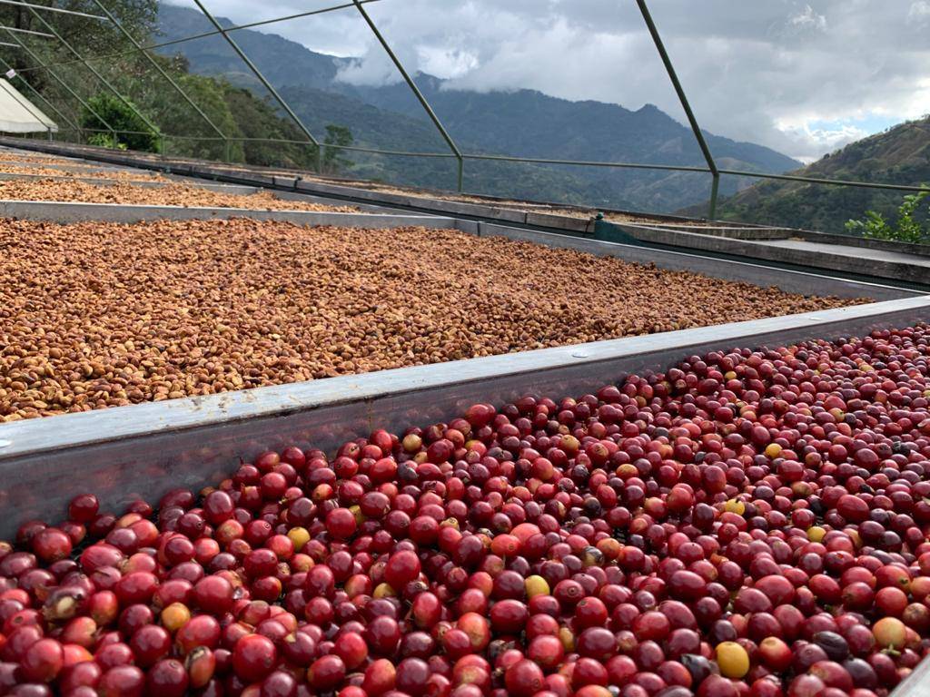 Why we chose this coffee