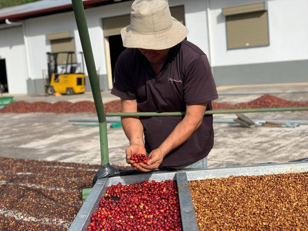 How is the coffee we have selected produced?