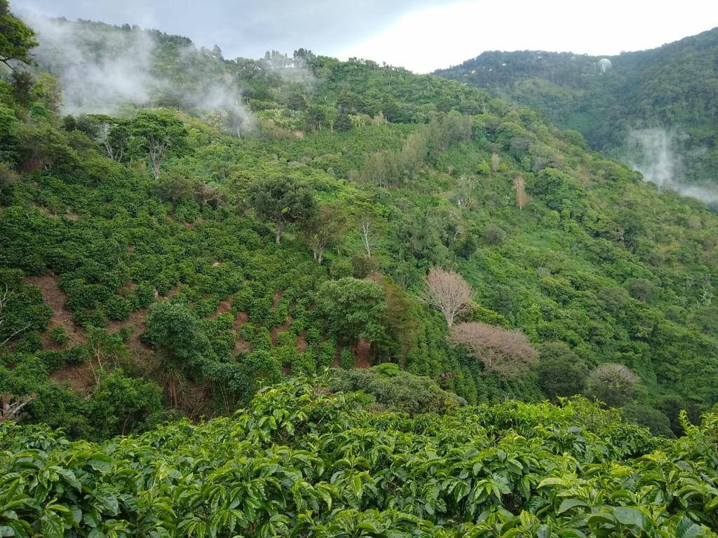 Our days on the estate, in the solidarity cooperative