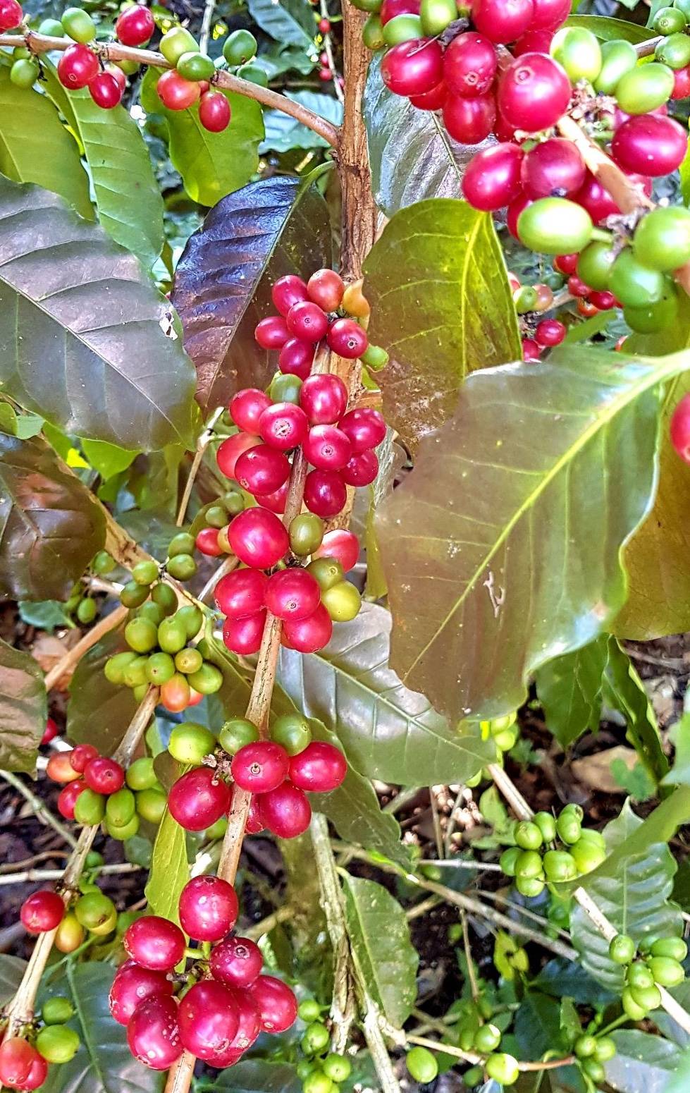 Where does the coffee we have selected come from?