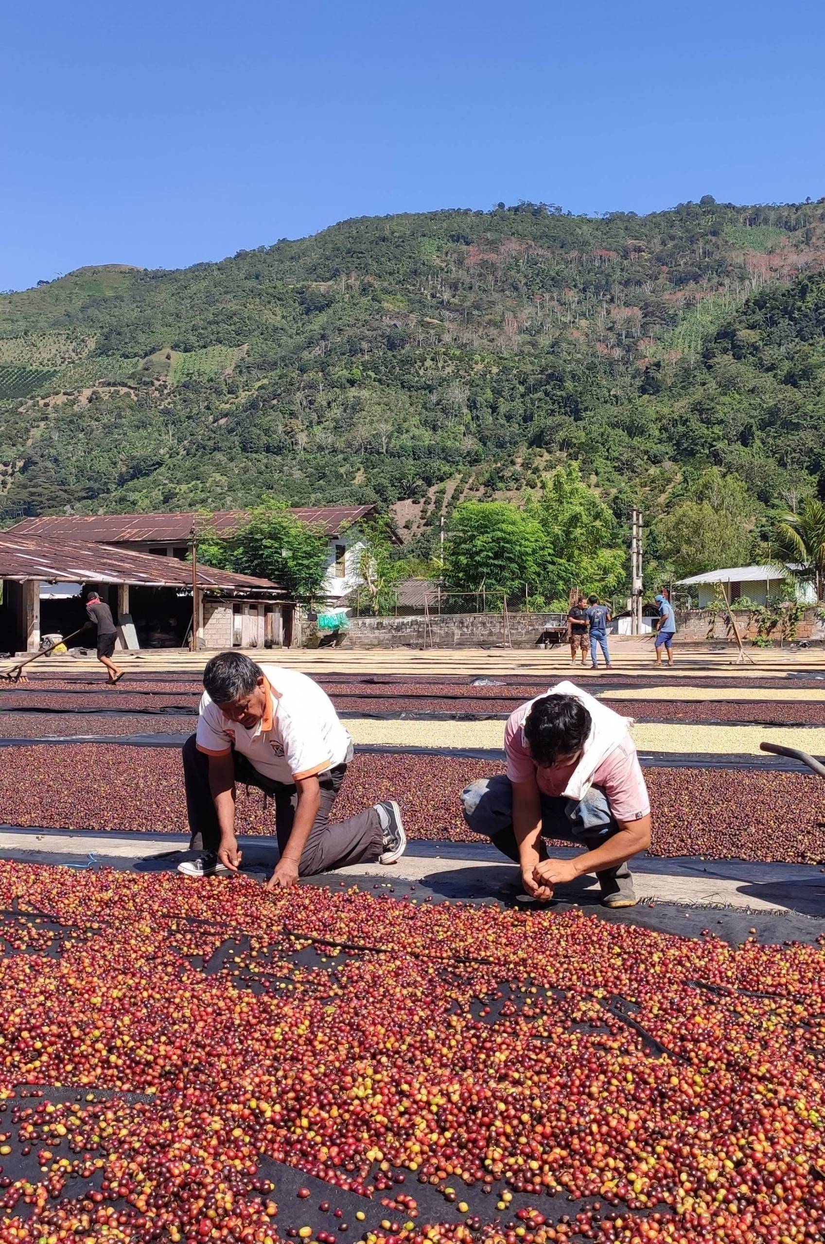 How does this cooperative work?