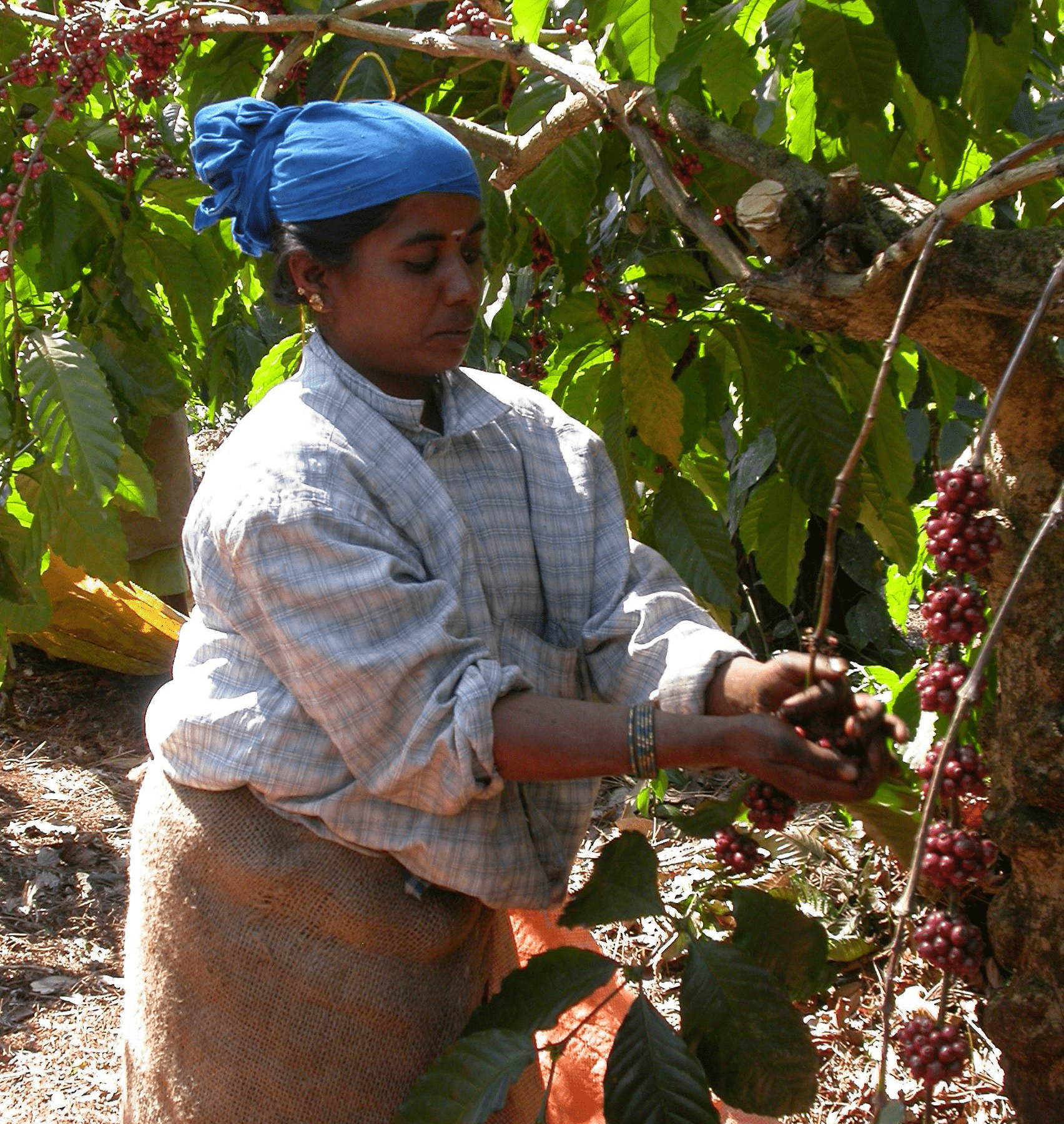  Our days on the estate, discovering exotic spices