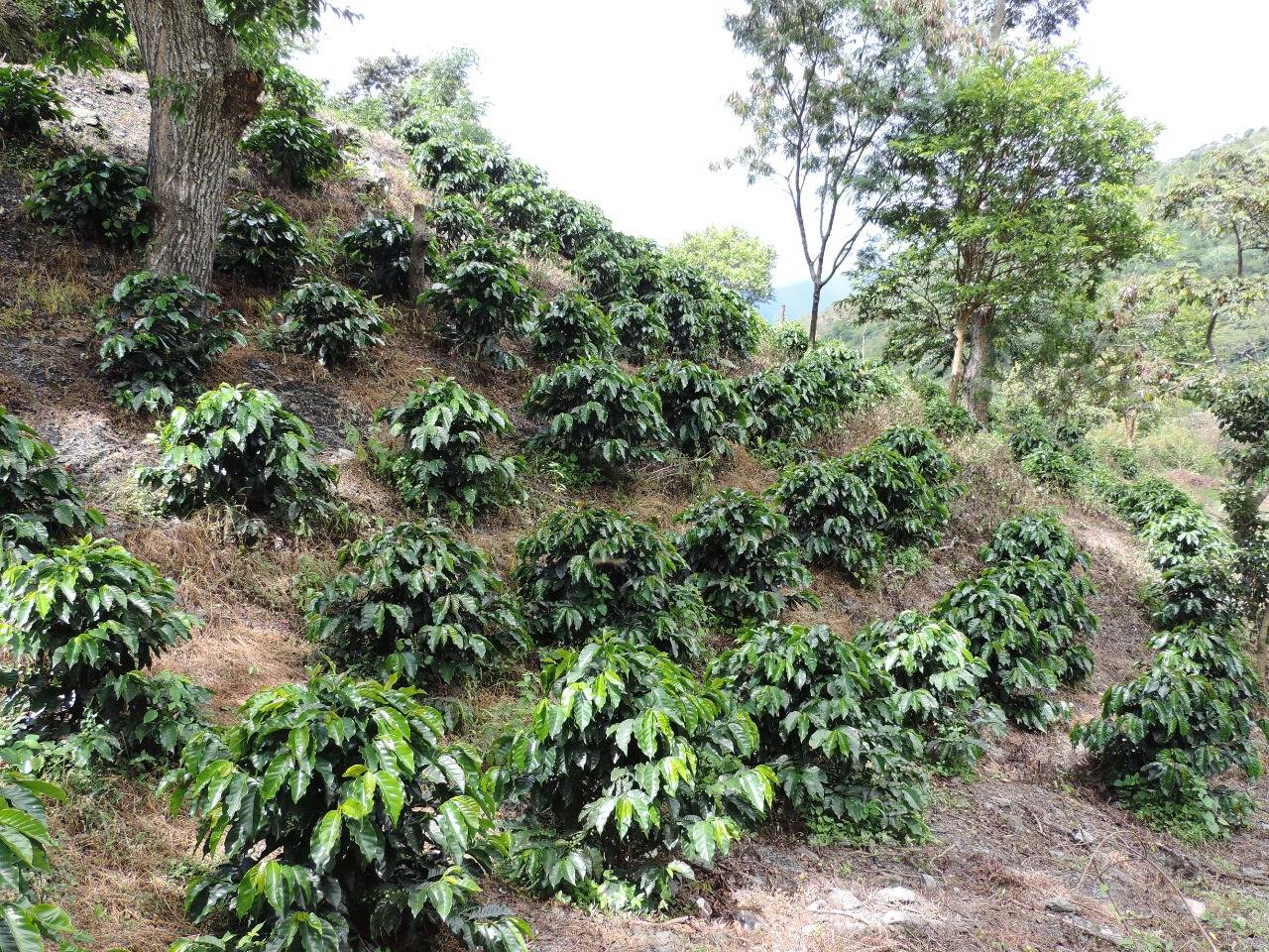 How is this special coffee produced