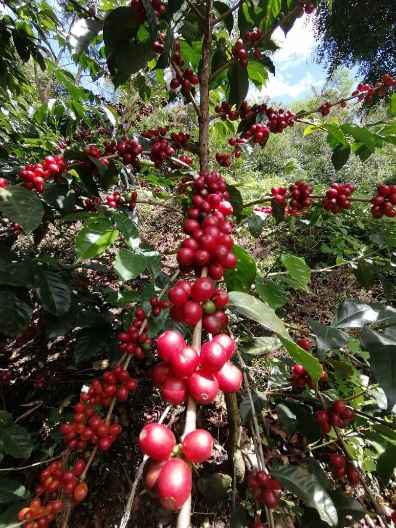 Characteristics of this coffee