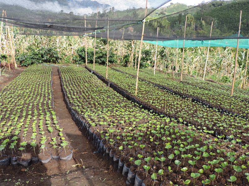 How is this special coffee produced