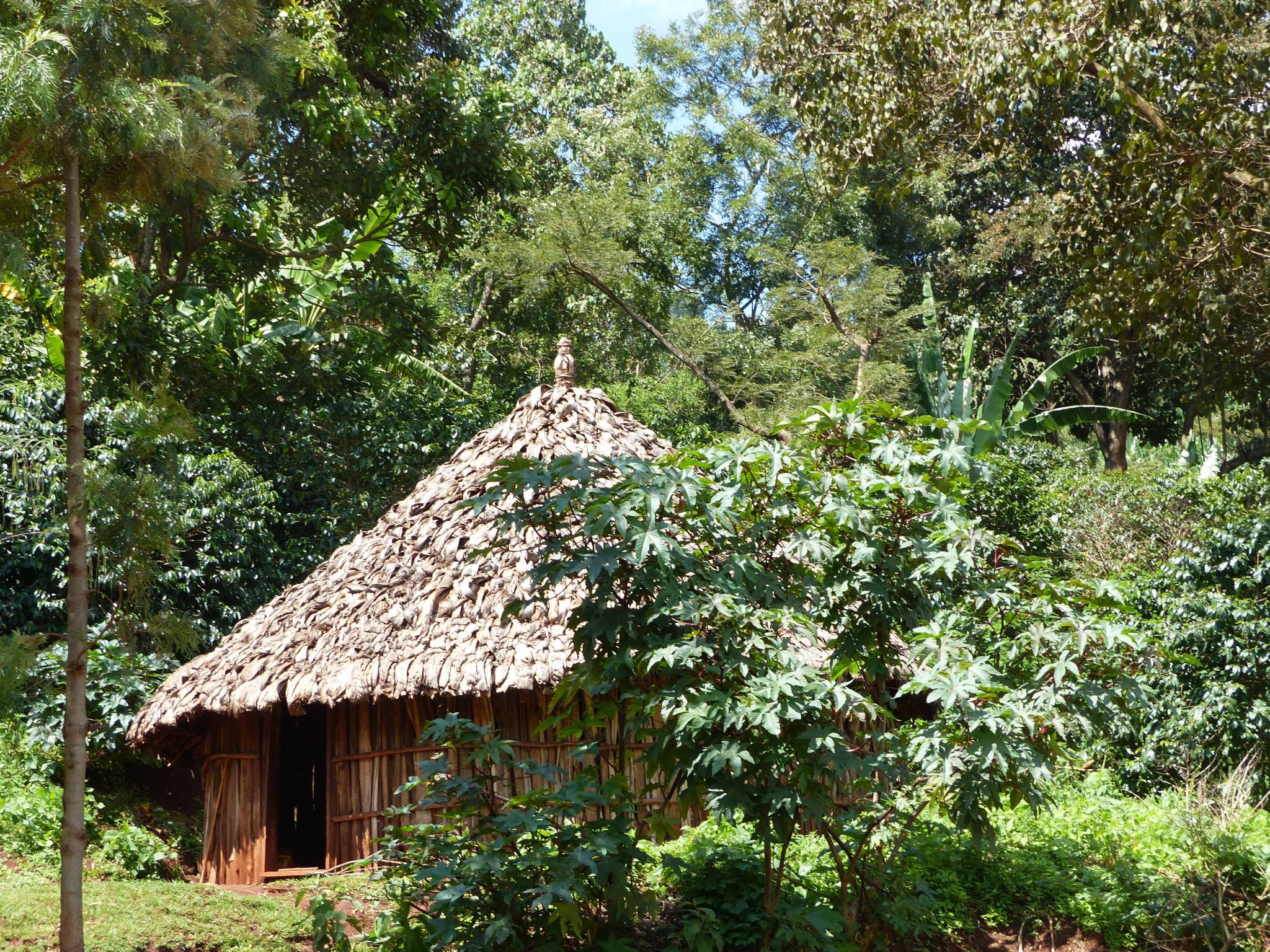 I nostri giorni in piantagione, il metodo biologico e l’agroforesteria