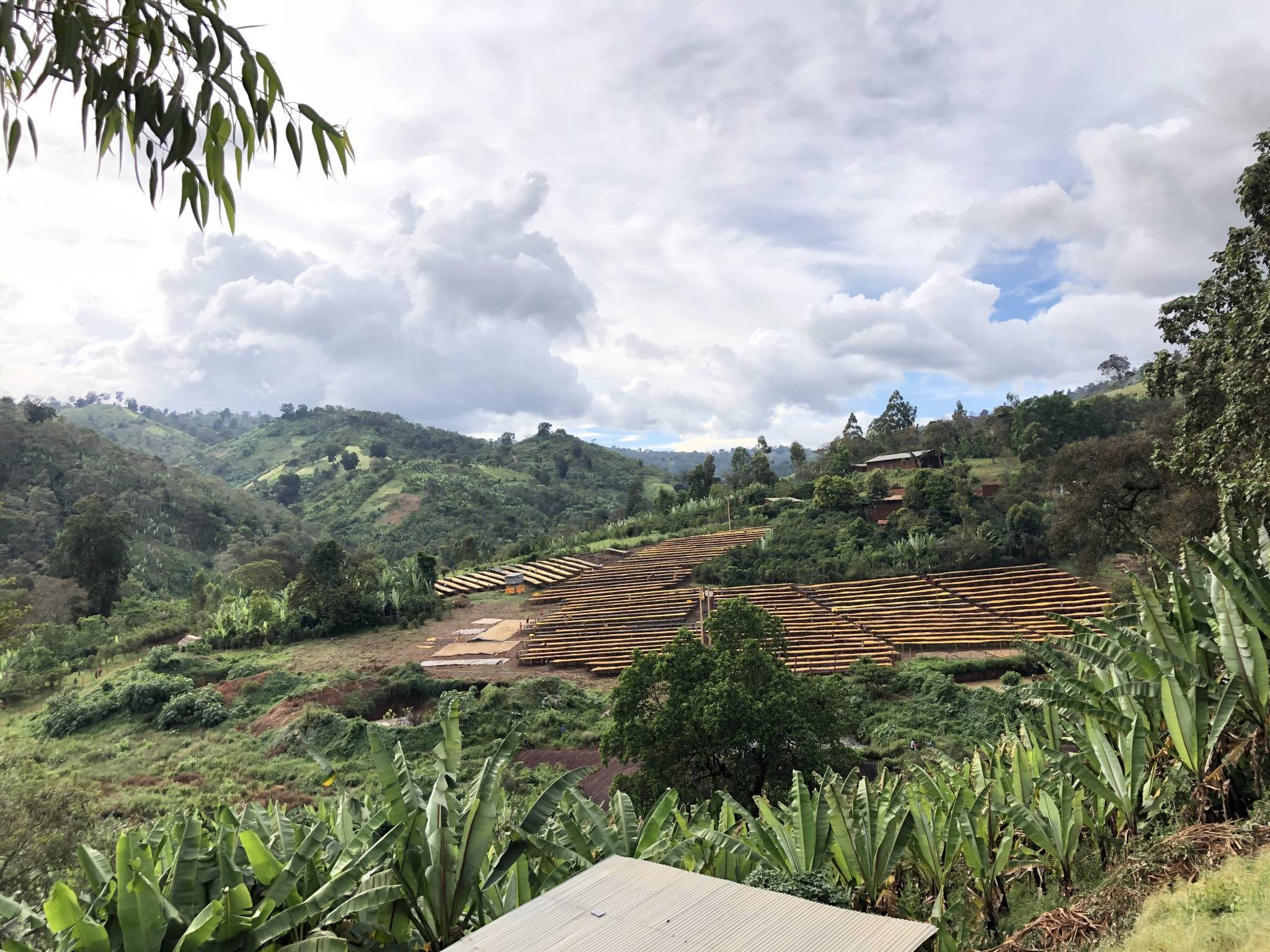 Caratteristiche di questo caffè
