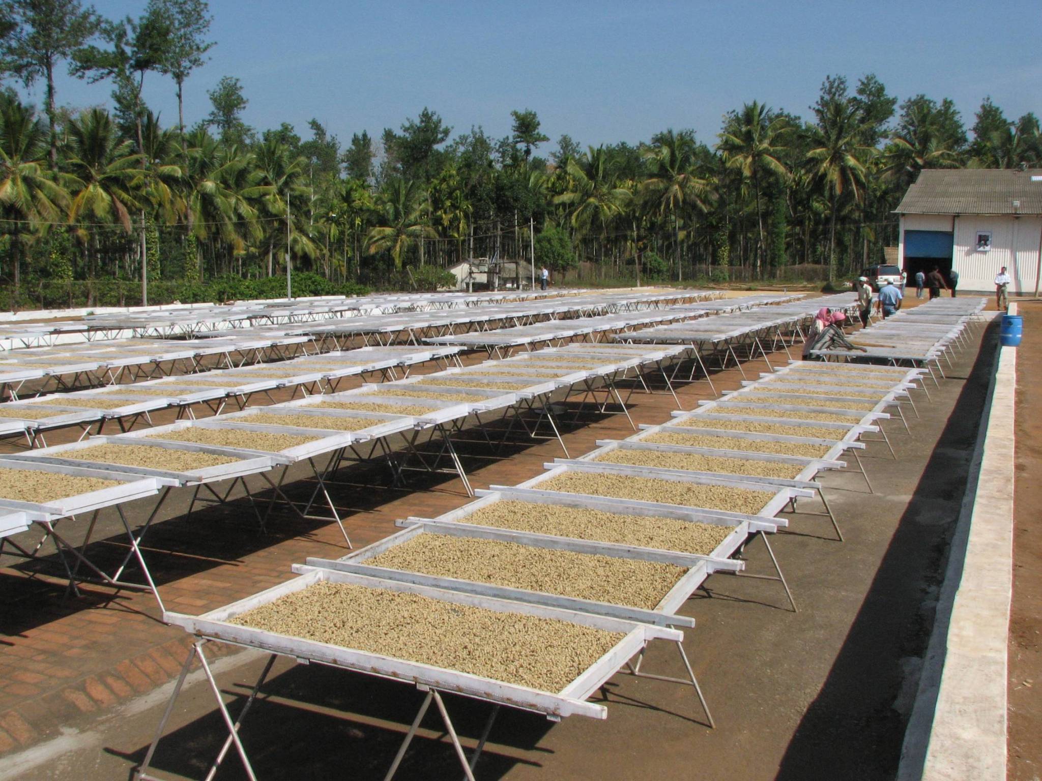 Where this coffee comes from: the Chikmagalur district