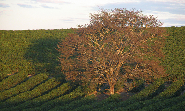 Il nostro rapporto con i caffè di piantagione e i loro coltivatori