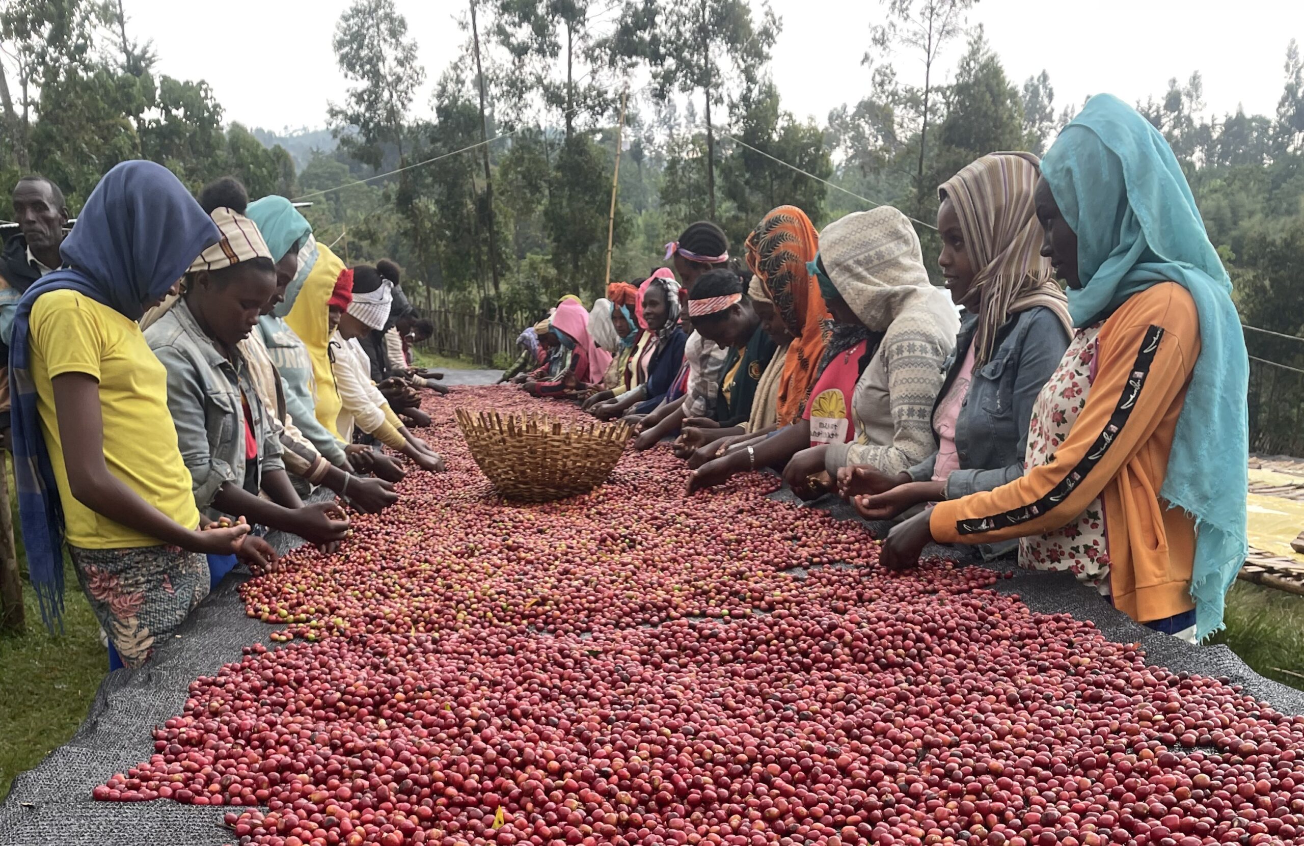 Tradizione viva del Sidamo