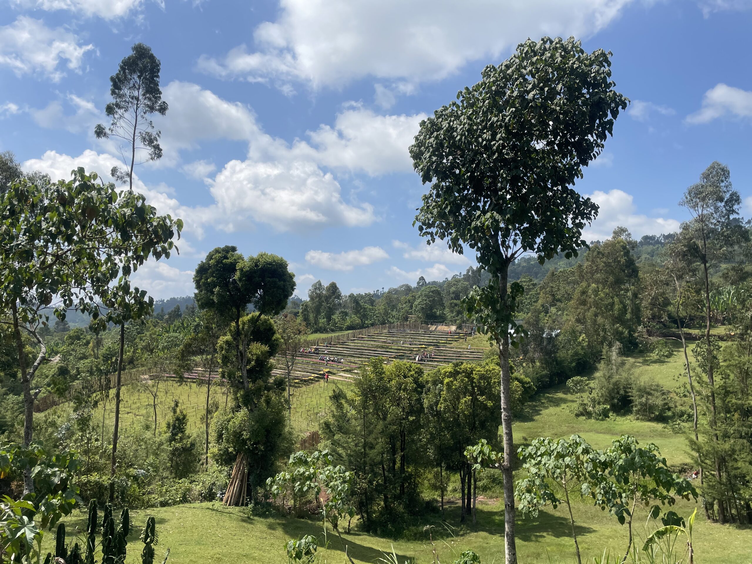 Caffè d’alta quota etiope