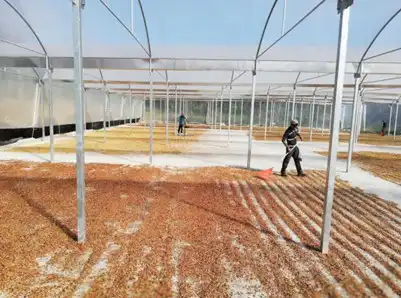 THERMAL FERMENTATION OF COFFEE OVER 84 HOURS