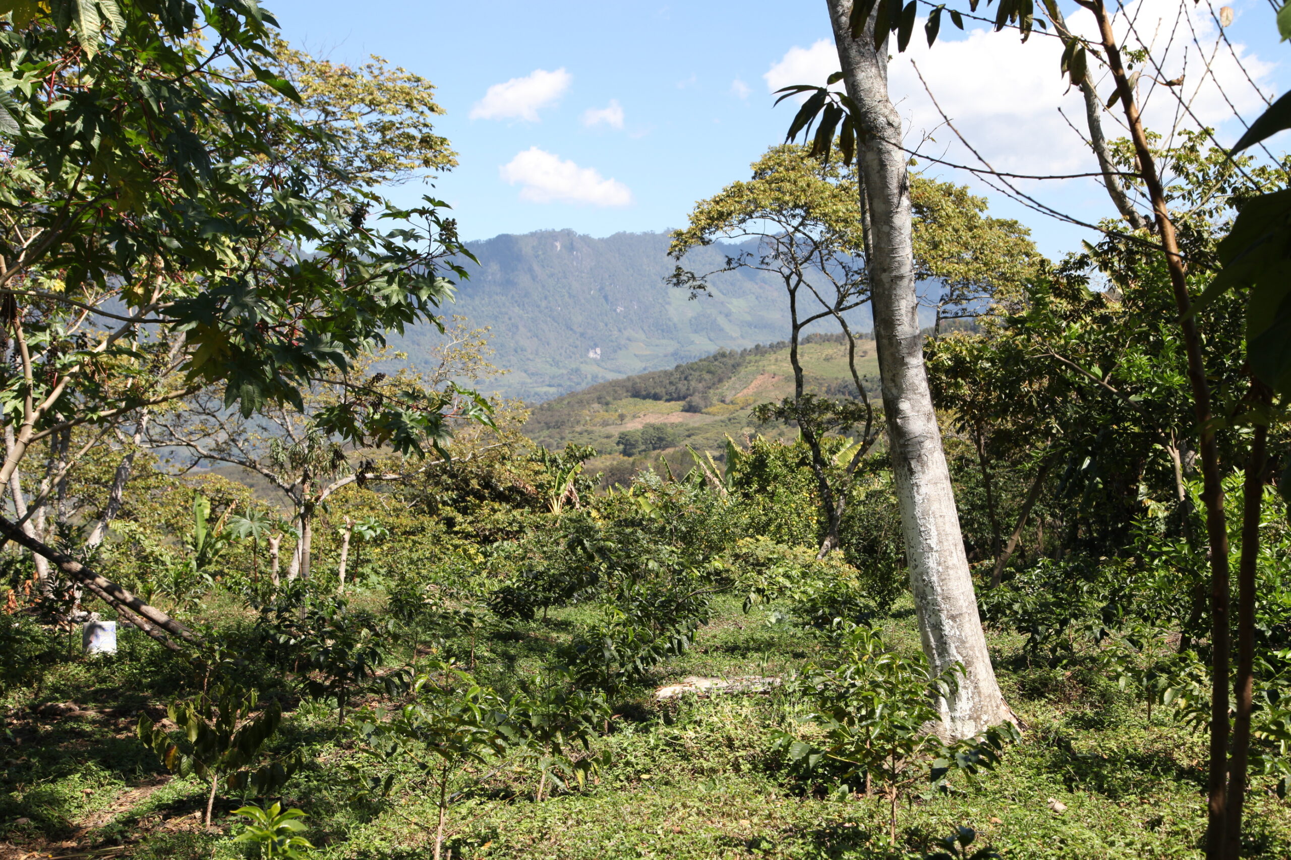 il processo "Mountain Water"