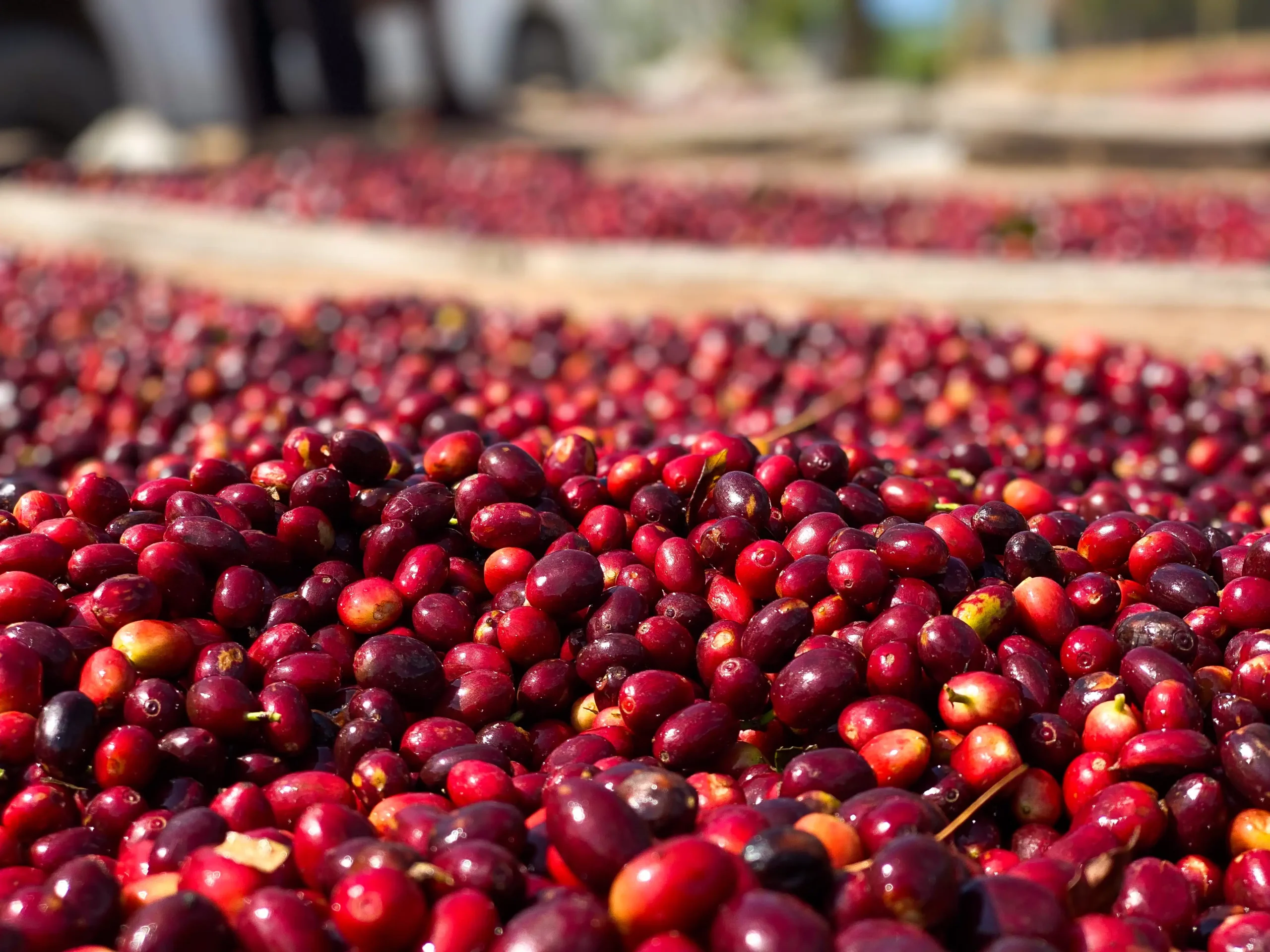 The estate and family continuity 