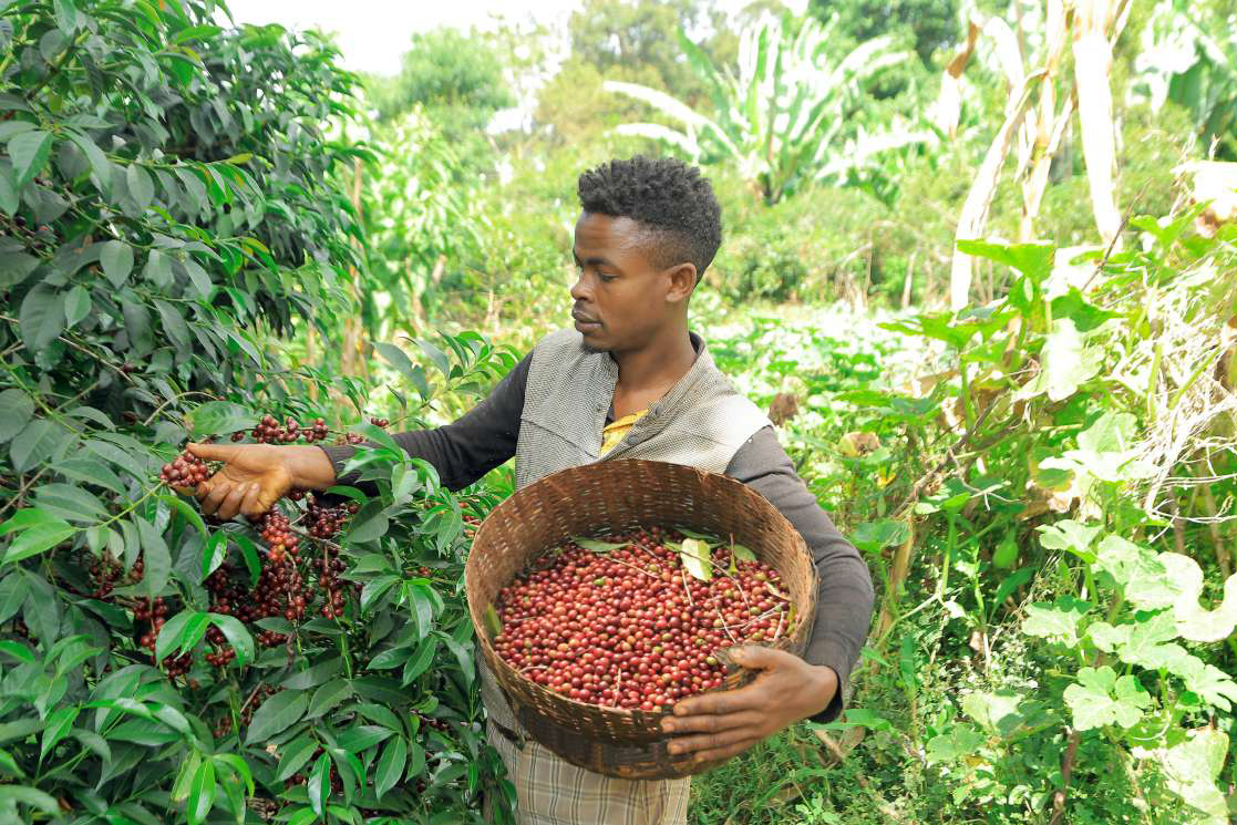 An aroma profile like no other