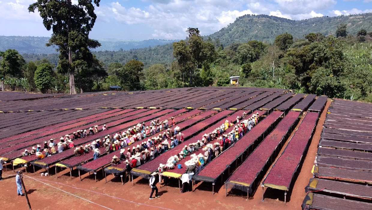 Where the journey of our selected coffee begins