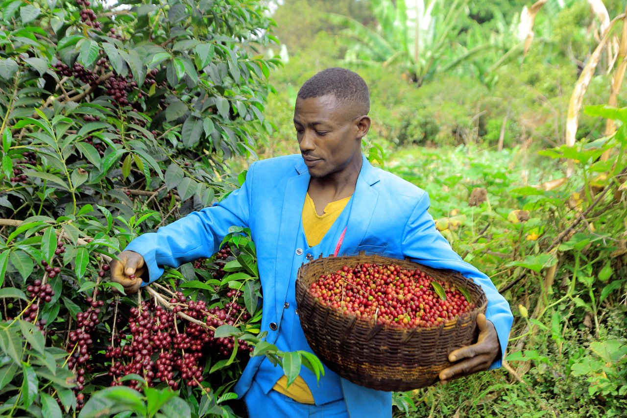 Born in Gedeo’s Cradle