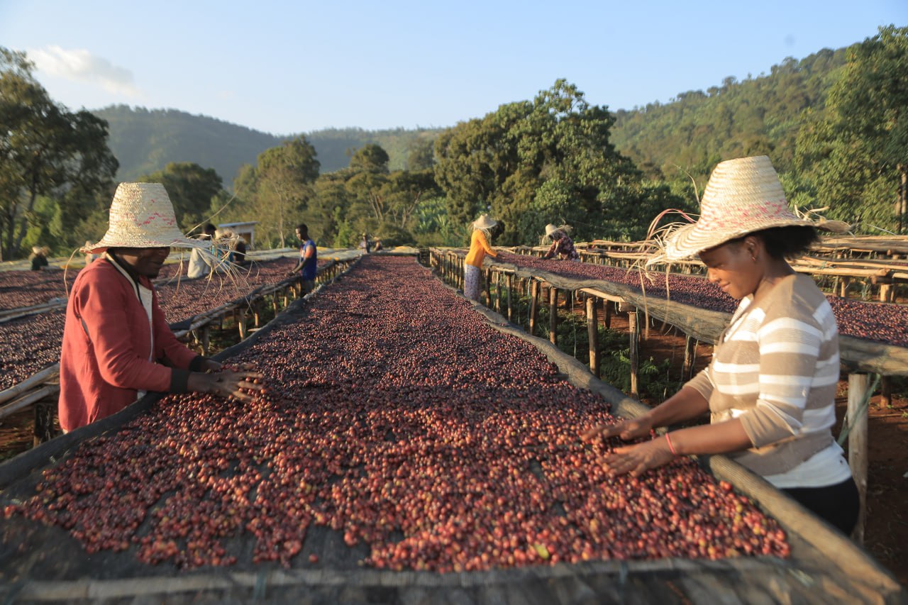 The Hidden Secret of Ruta