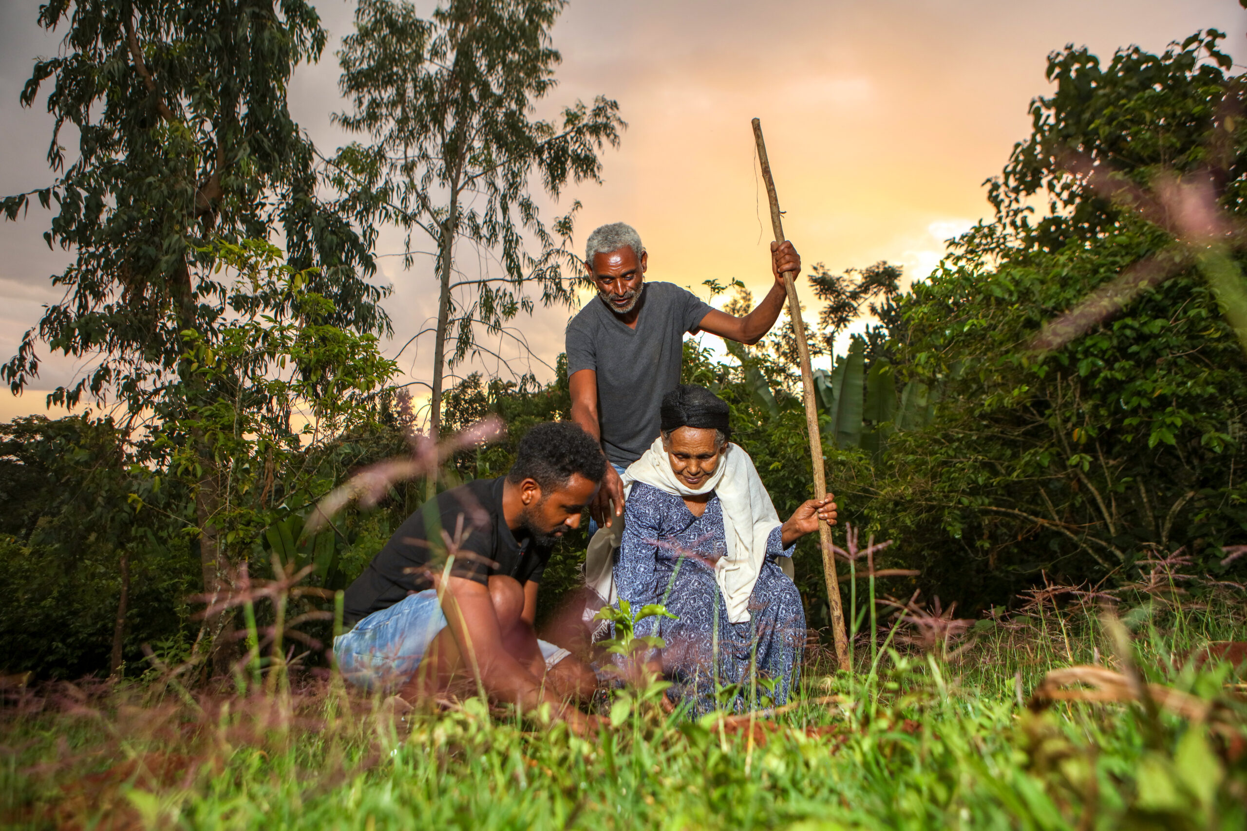 Taferi Kela coffee: the clarity of the fully washed method 