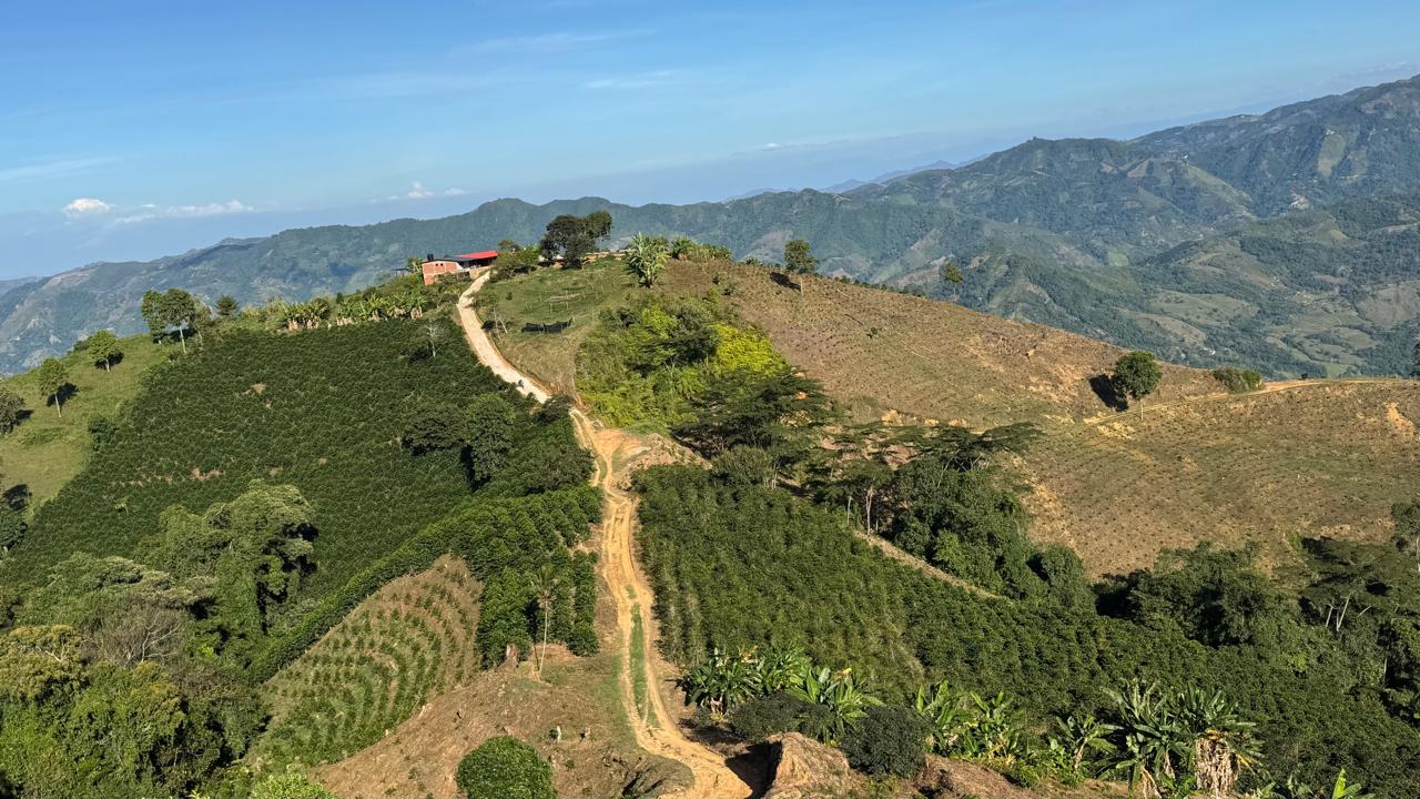 Jorge Elías Rojas: Master coffee grower and expert cupper